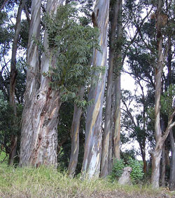 Ätherisches Öl Eukalyptus, Eukalyptusöl von cosiMed