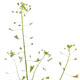 Spitzwegerichblätter, Folia plantaginis lanceolatae für Kräuterstempel