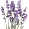 Lavendelblüten, Flores Lavandulae als Kräuterstempel-Kräuter