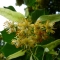 Lindenblüten, Flores Tiliae für Kräuterstempel