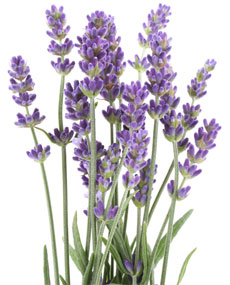 Ätherisches Öl Lavendel, Lavendelöl von cosiMed
