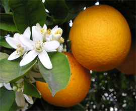 Ätherisches Öl Orangen süß, Orangenöl von cosiMed