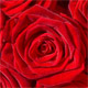 Rosenblüten, Flores rosae für Kräuterstempel