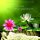 Musik-CD Ayurveda Paradise von Bhavana, GEMA-frei